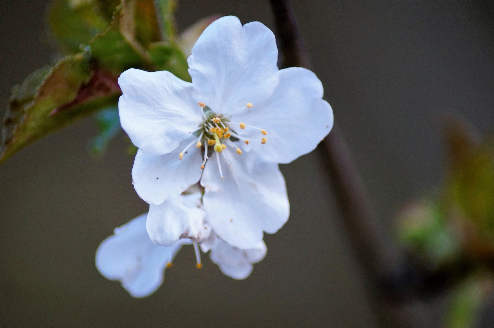 Wilde Kirschblüte