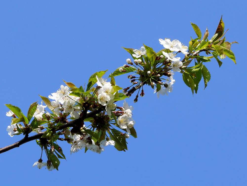 wilde Kirschblüten