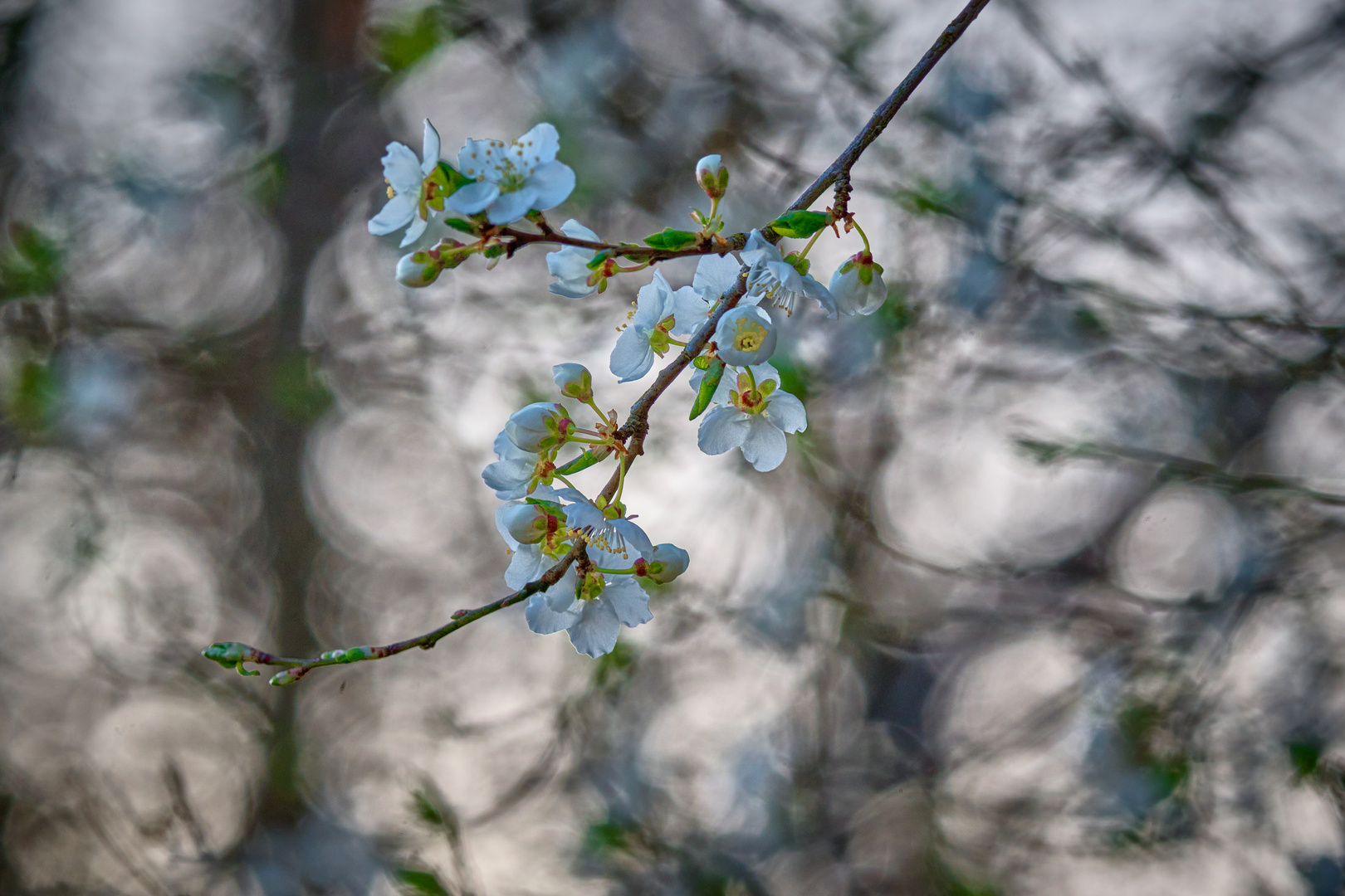 Wilde Kirschblüten