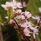 wilde kirschblüten