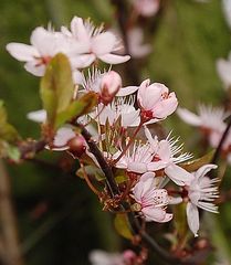 wilde kirschblüten