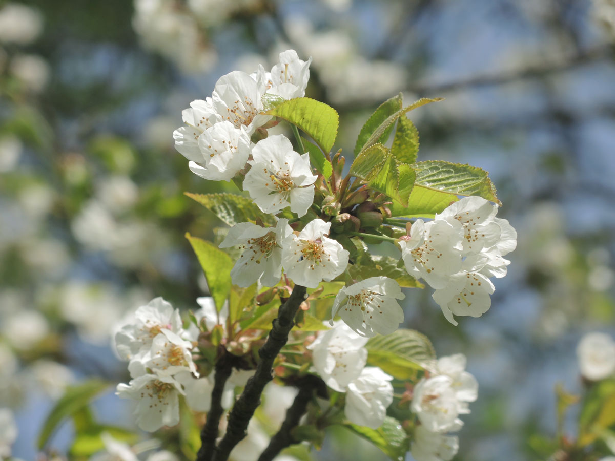 wilde Kirschblüten