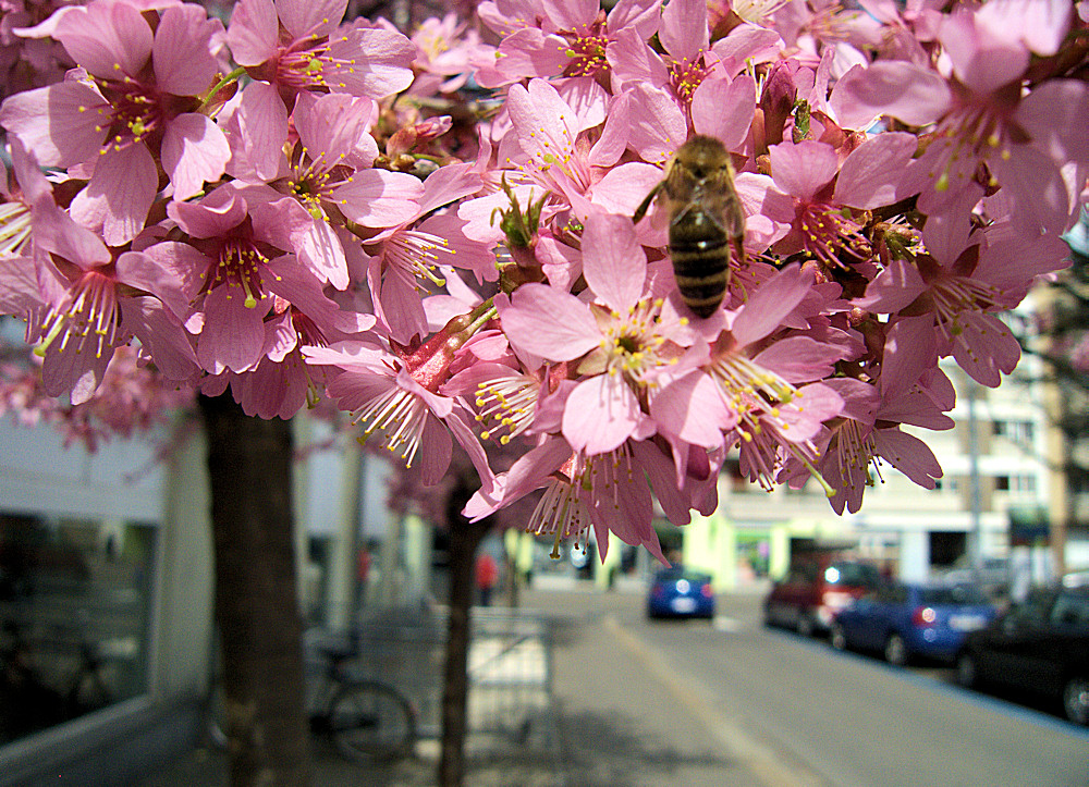 Wilde Kirschblüten