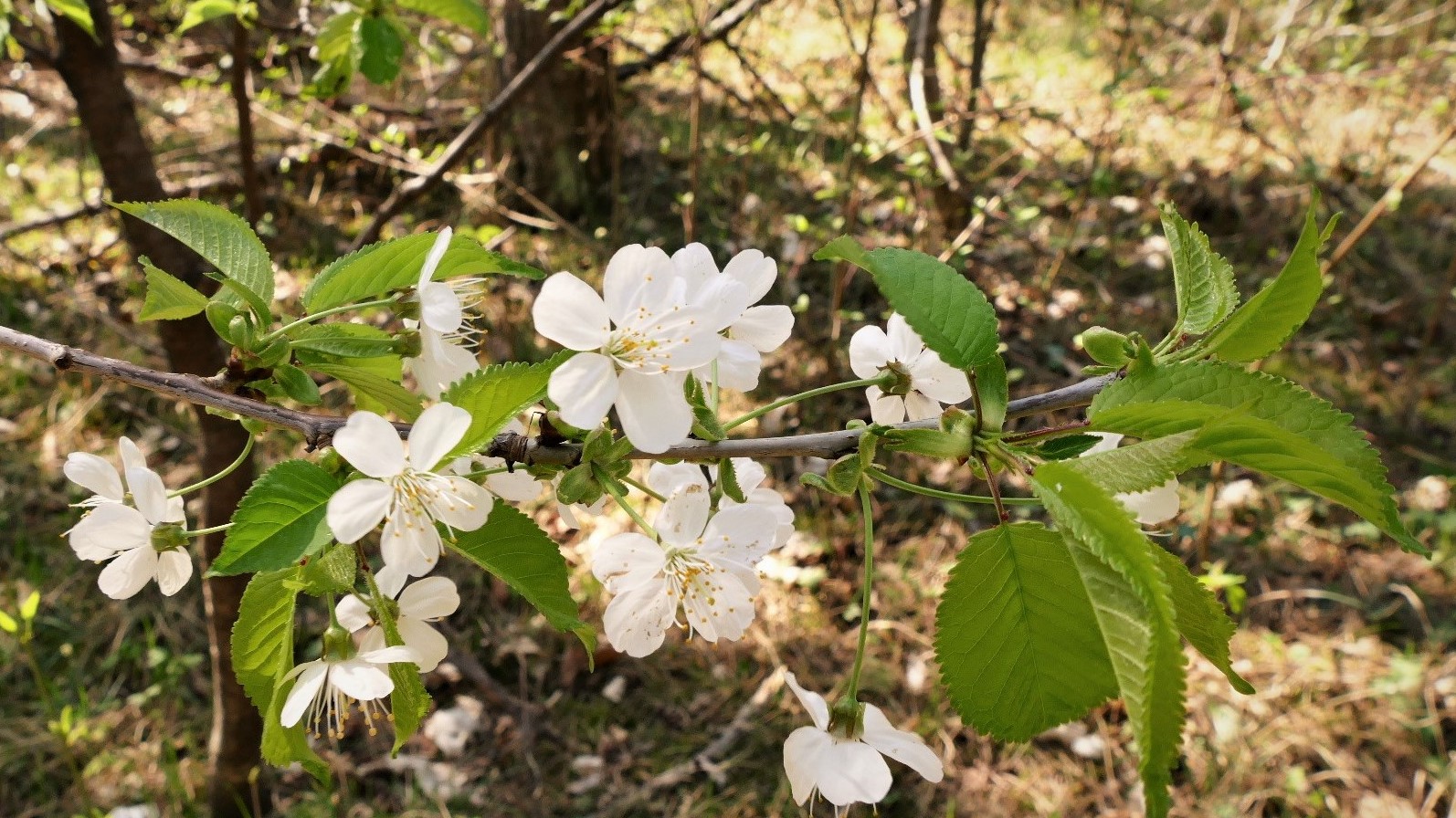 Wilde Kirschen