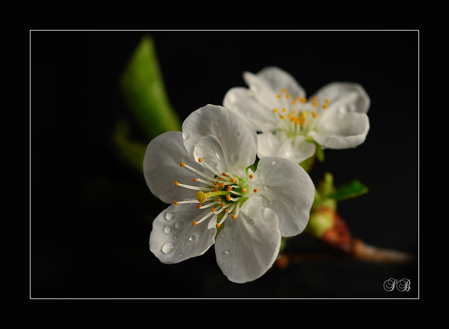 Wilde Kirschen