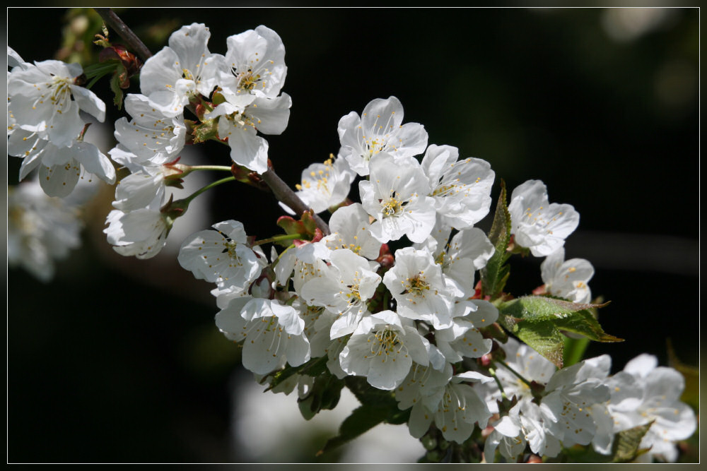 Wilde Kirschen ?