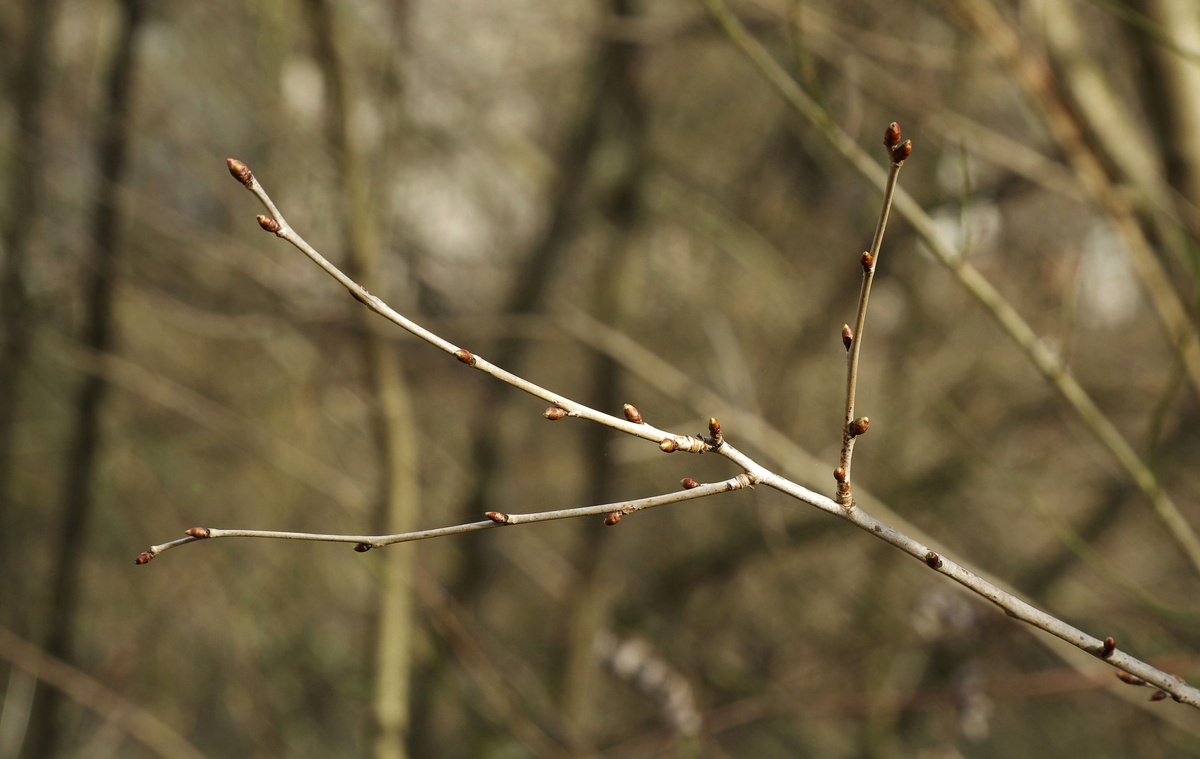 ...wilde Kirschen