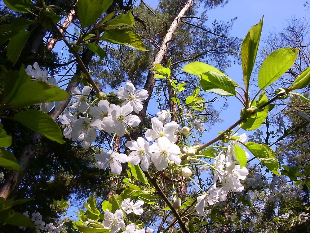 Wilde Kirschen im Wald