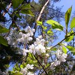 Wilde Kirschen im Wald