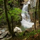 Wilde Klamm