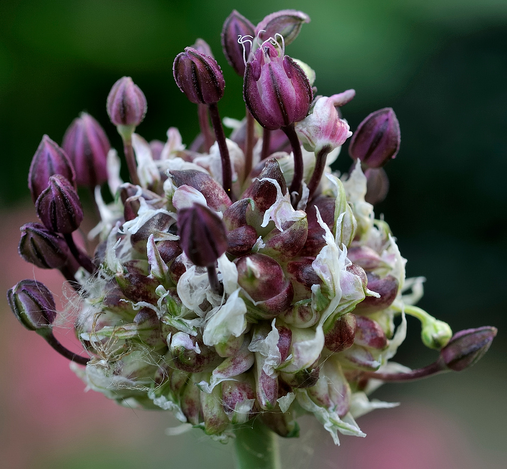 Wilde Knoblauchblüte