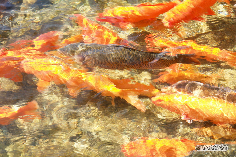 Wilde Koi-Karpfen im Fluß