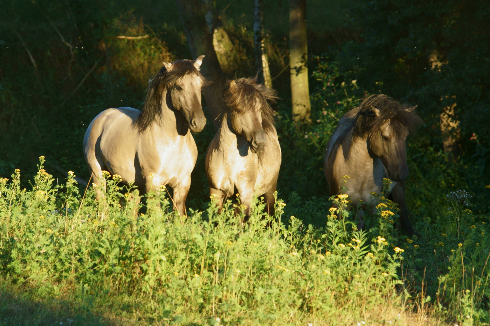 Wilde Konik-Pferde in den Emsauen