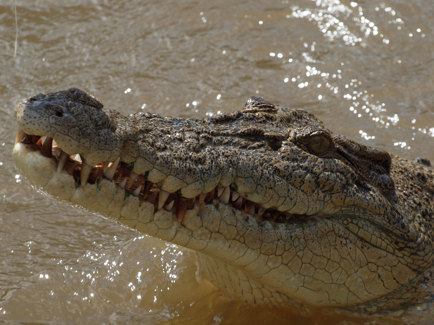 Wilde Kroko Dame im Adeleide River 