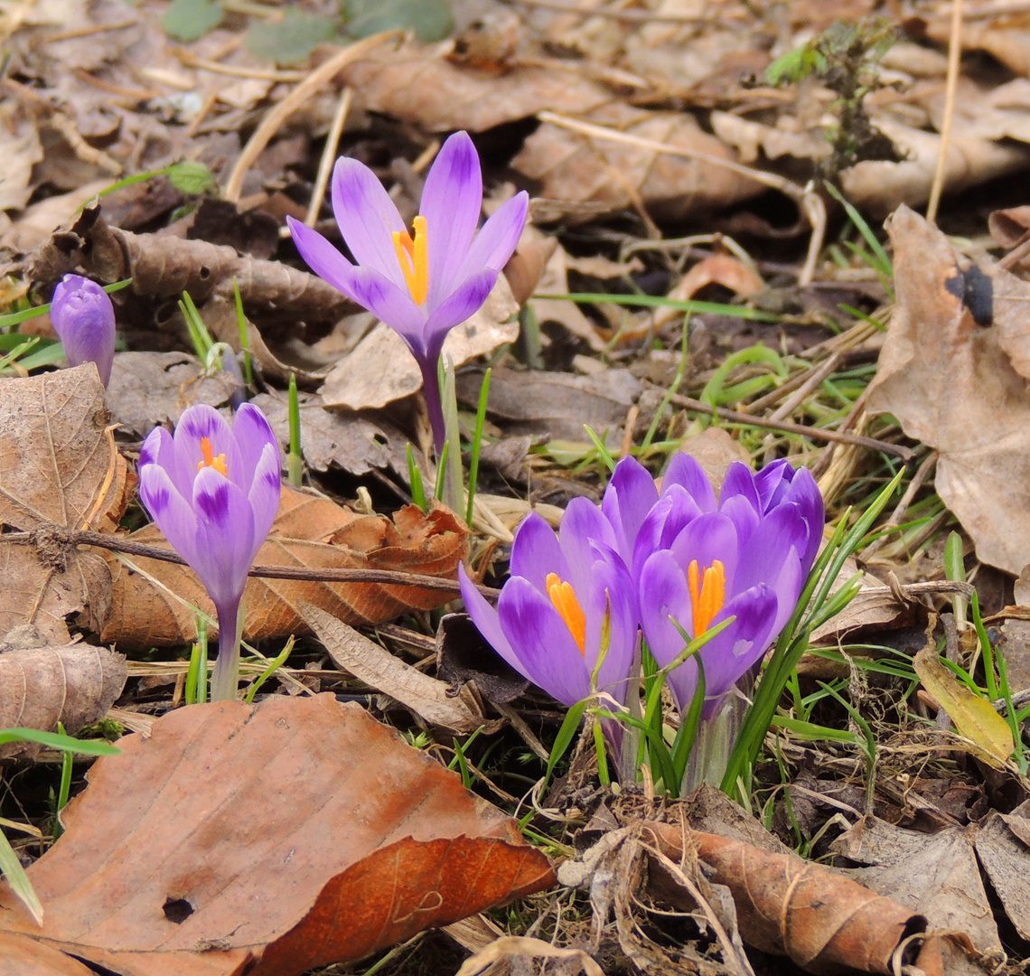 Wilde Krokus Blumen