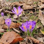 Wilde Krokus Blumen