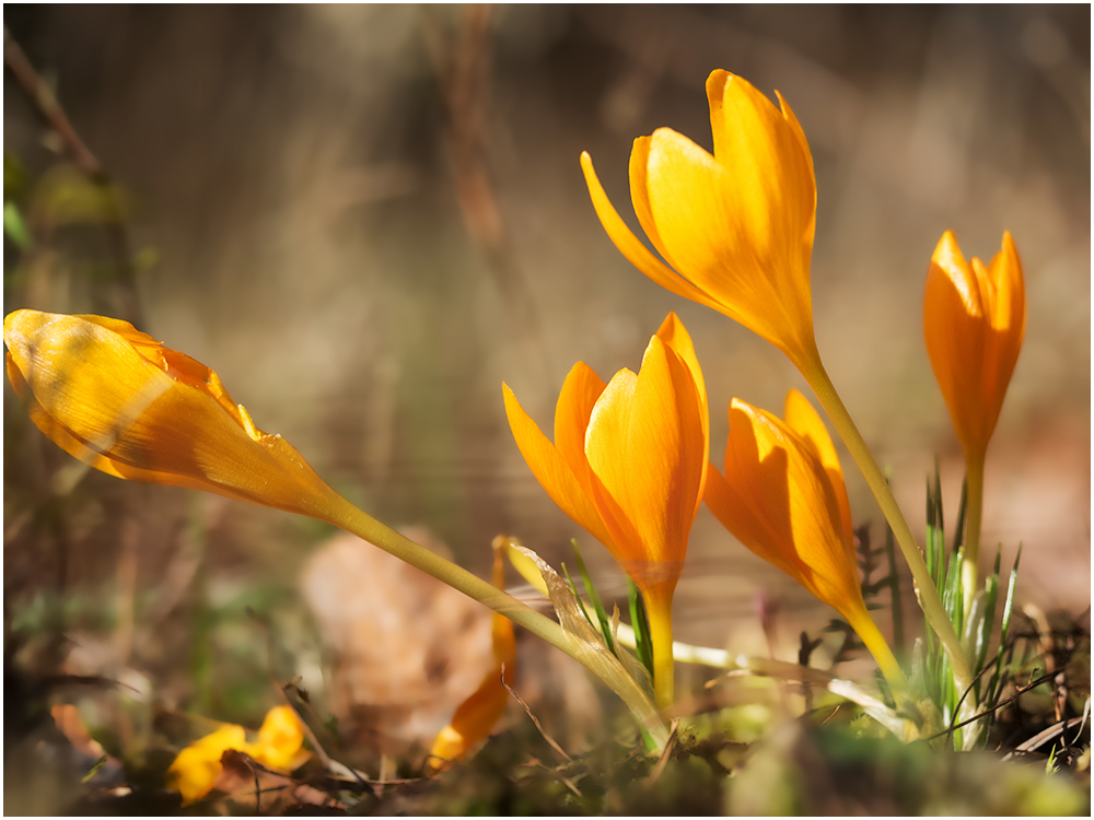 Wilde Krokusse