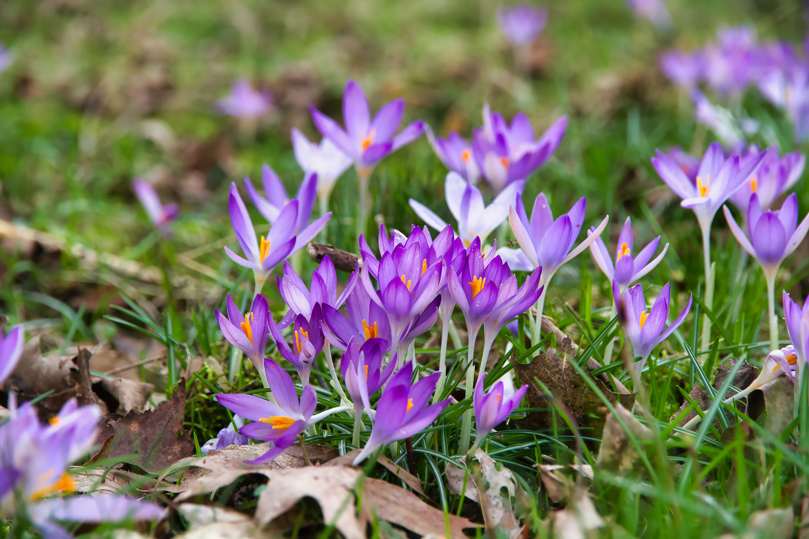 Wilde Krokusse