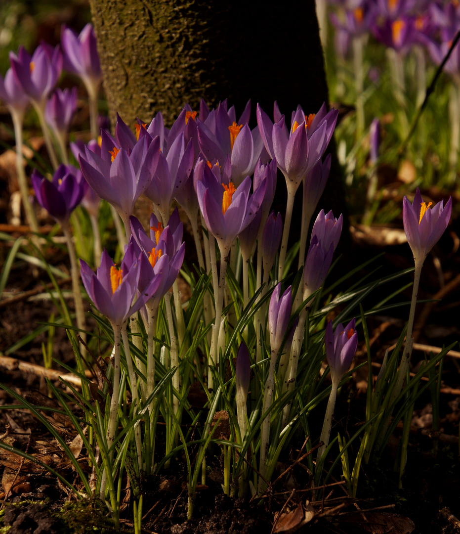 Wilde Krokusse 2 Foto & Bild blumen und pflanzen, natur, pflanzen