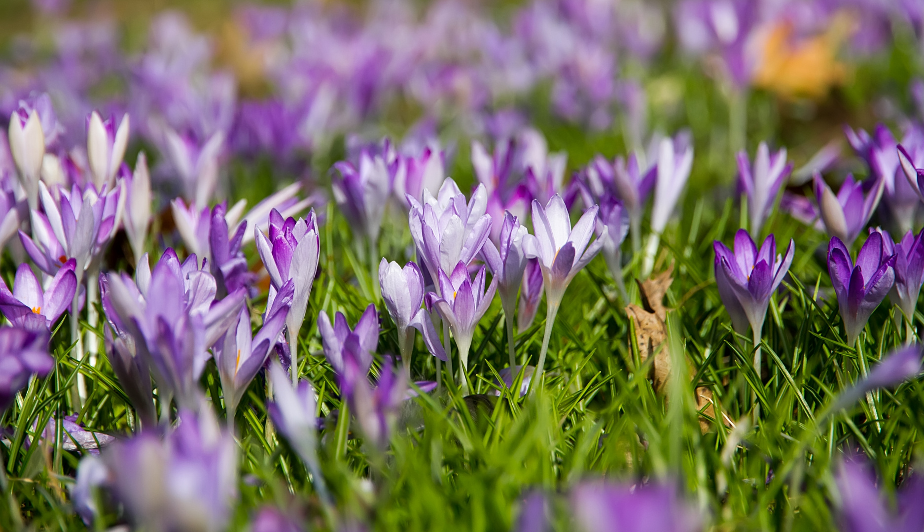 Wilde Krokusse