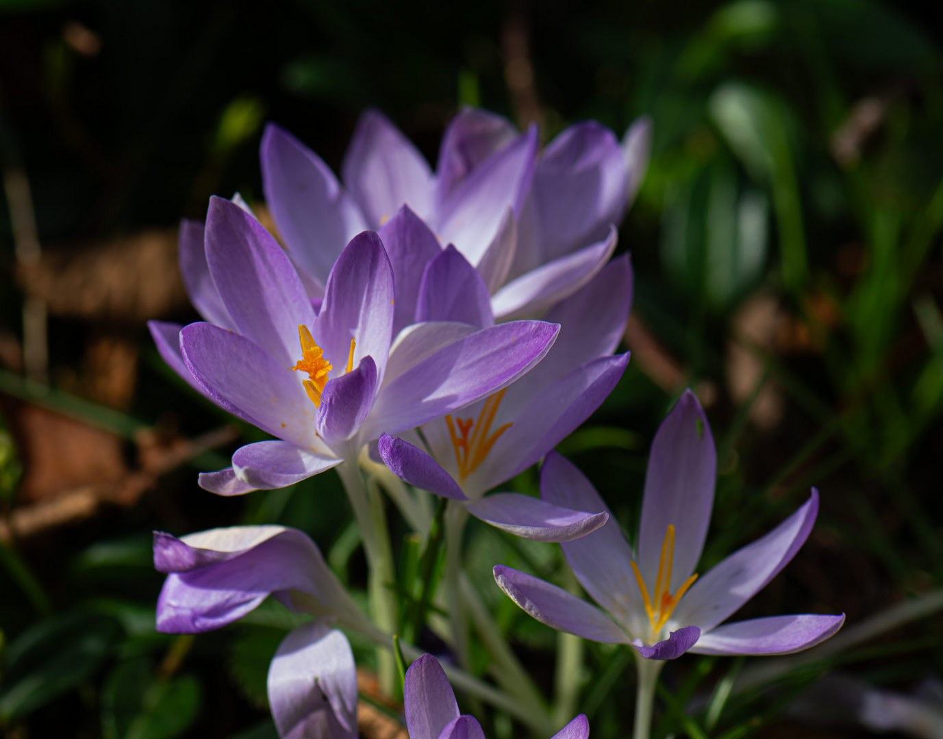 Wilde Krokusse