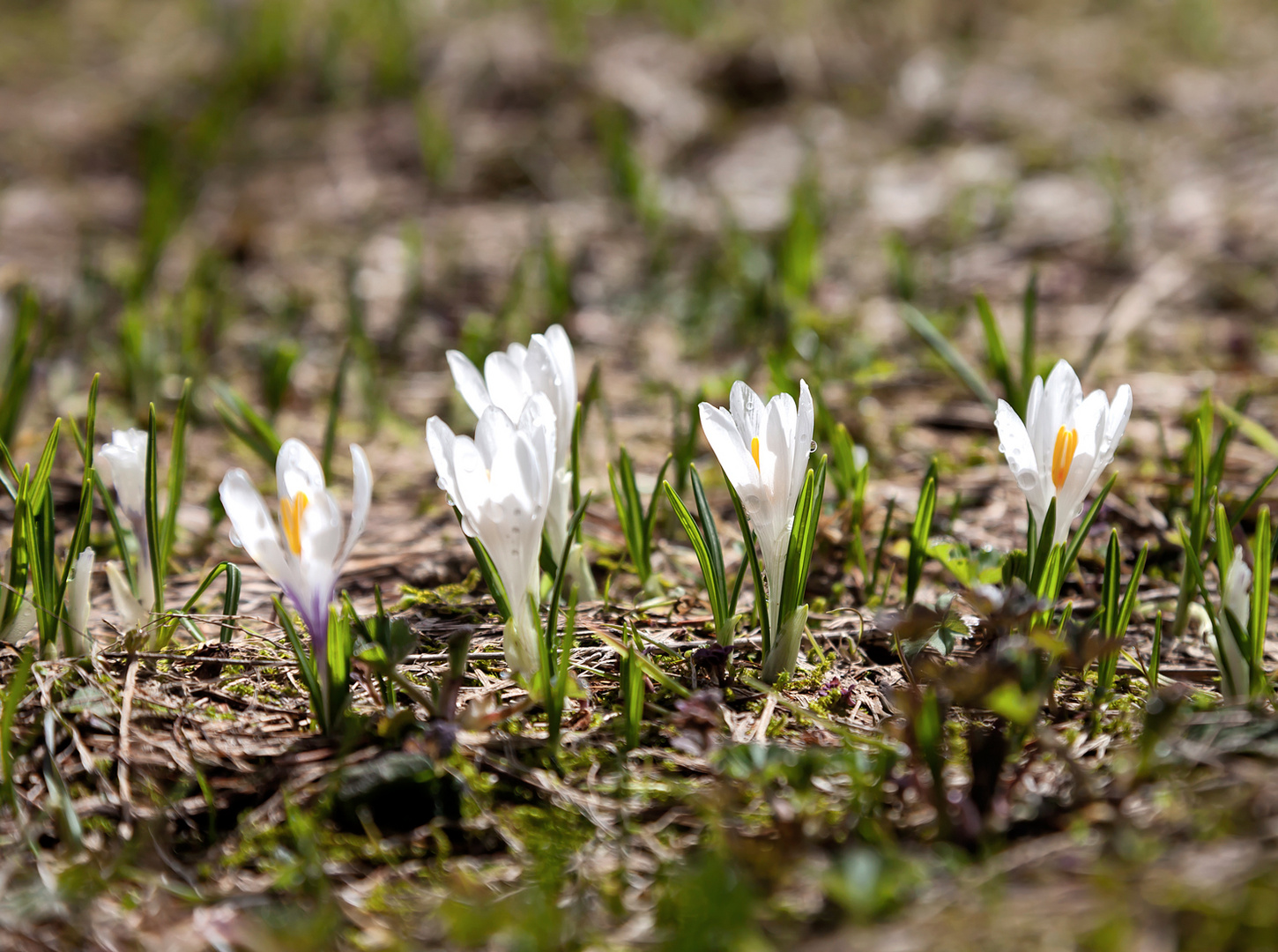 Wilde Krokusse