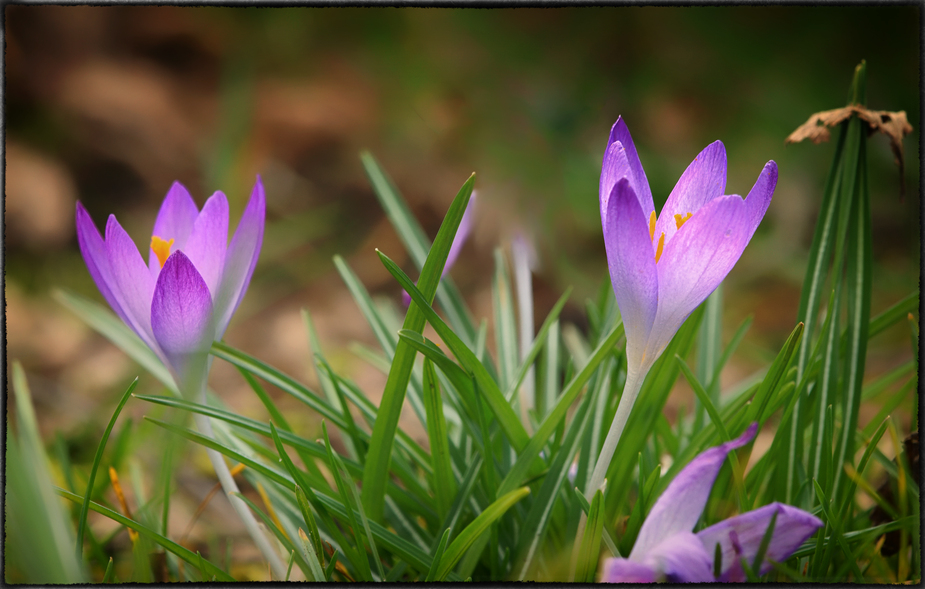 Wilde Krokusse