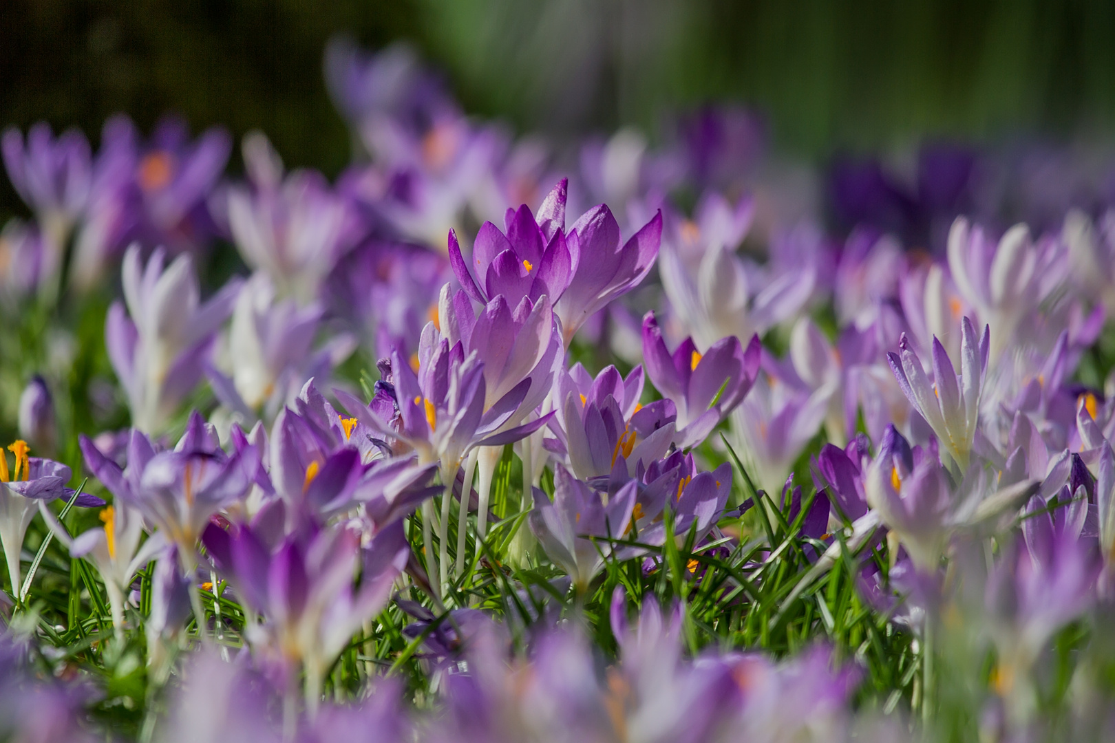 Wilde Krokusse