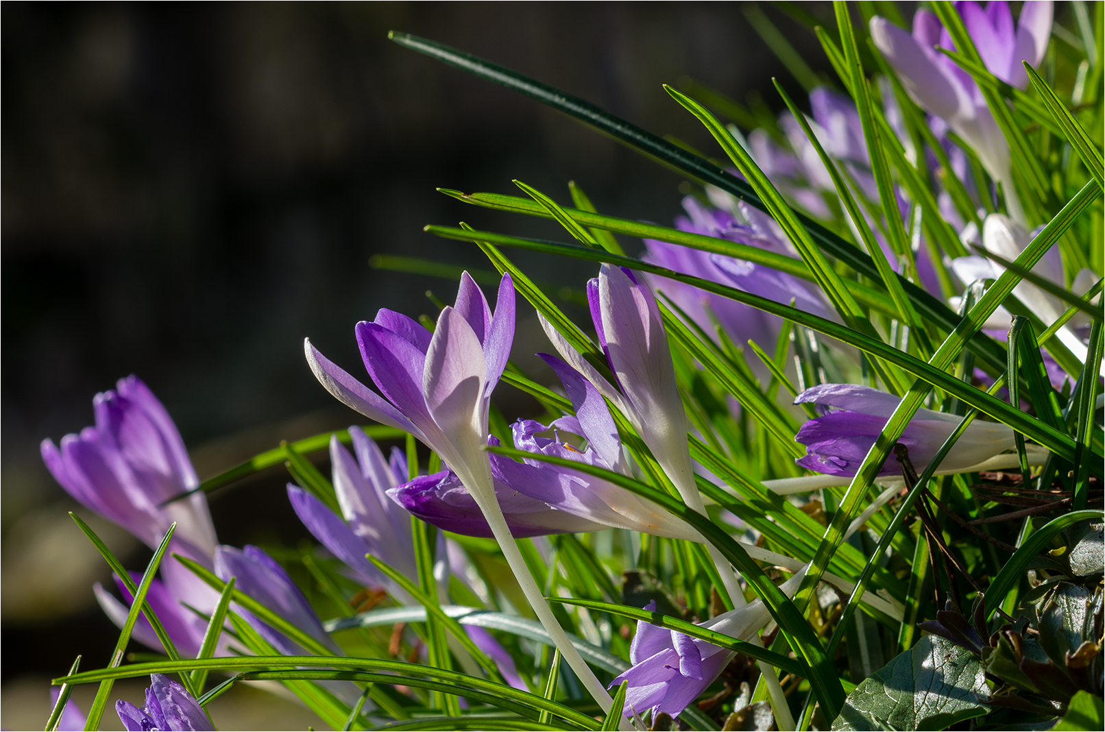 wilde Krokusse