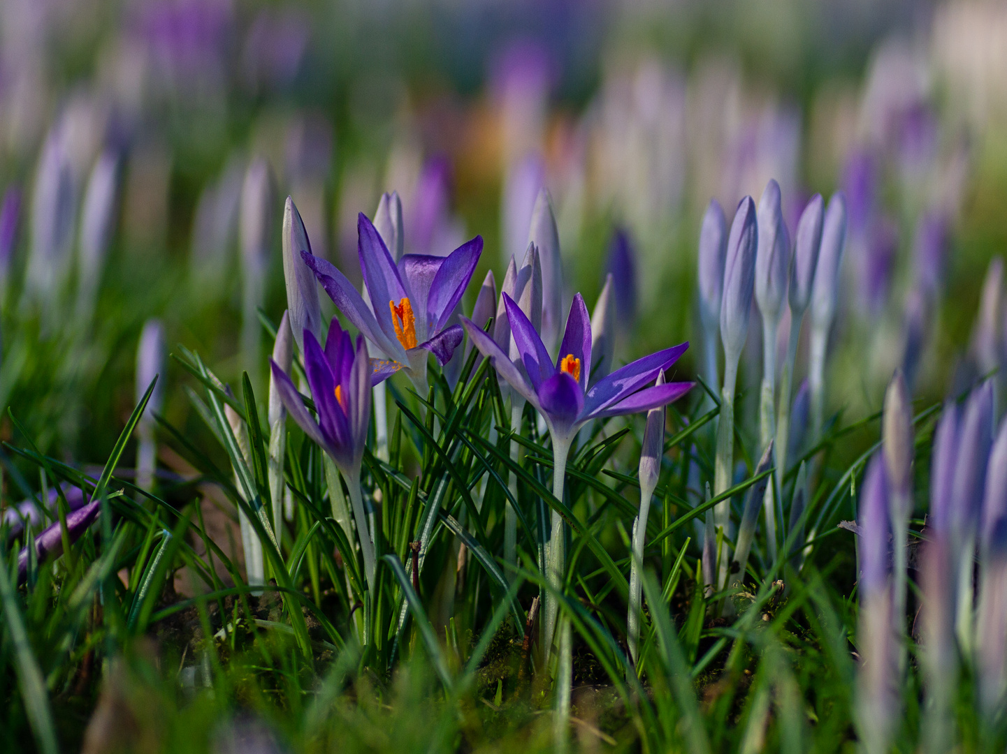 Wilde Krokusse II