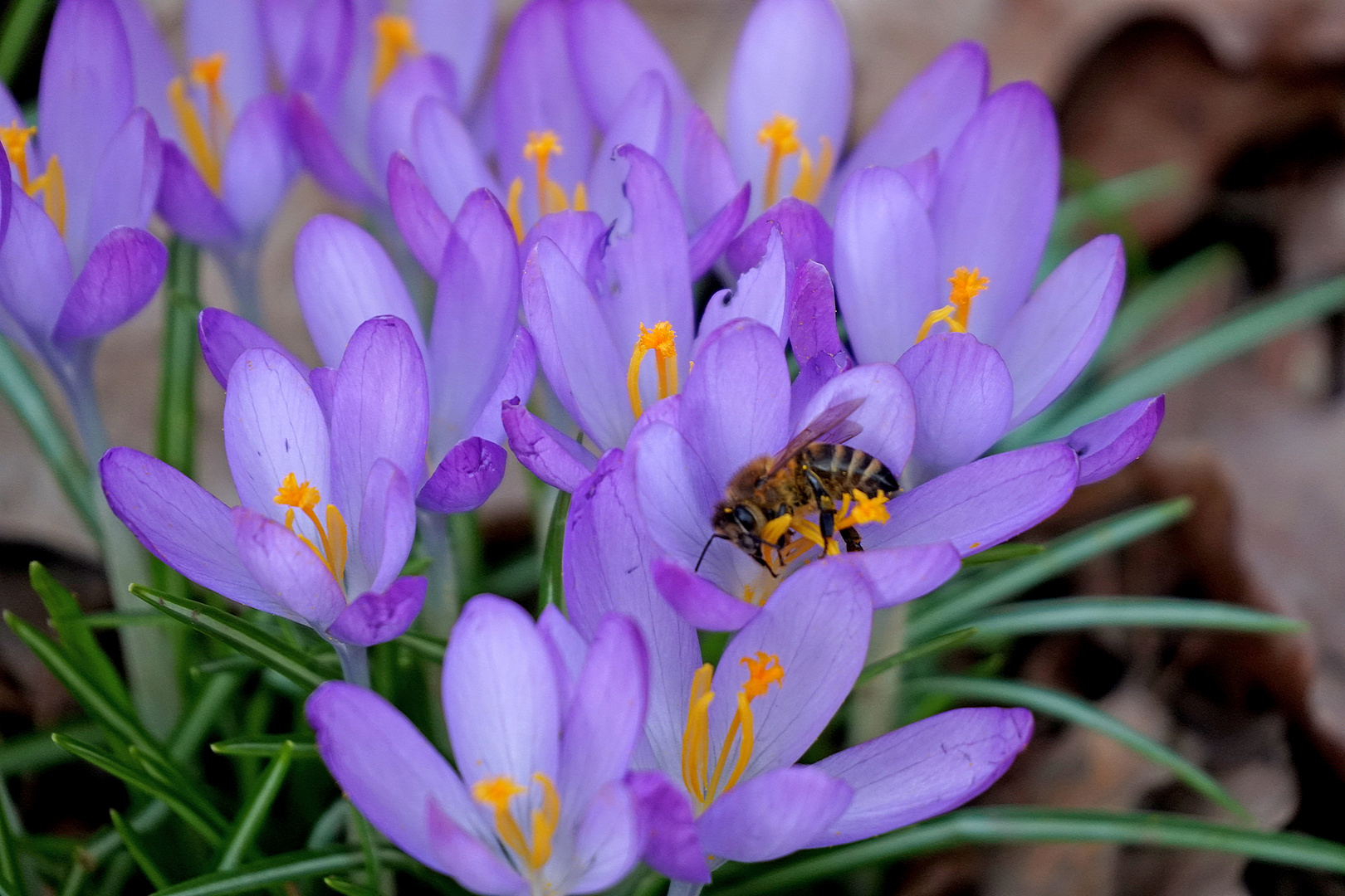 Wilde Krokusse mit Biene