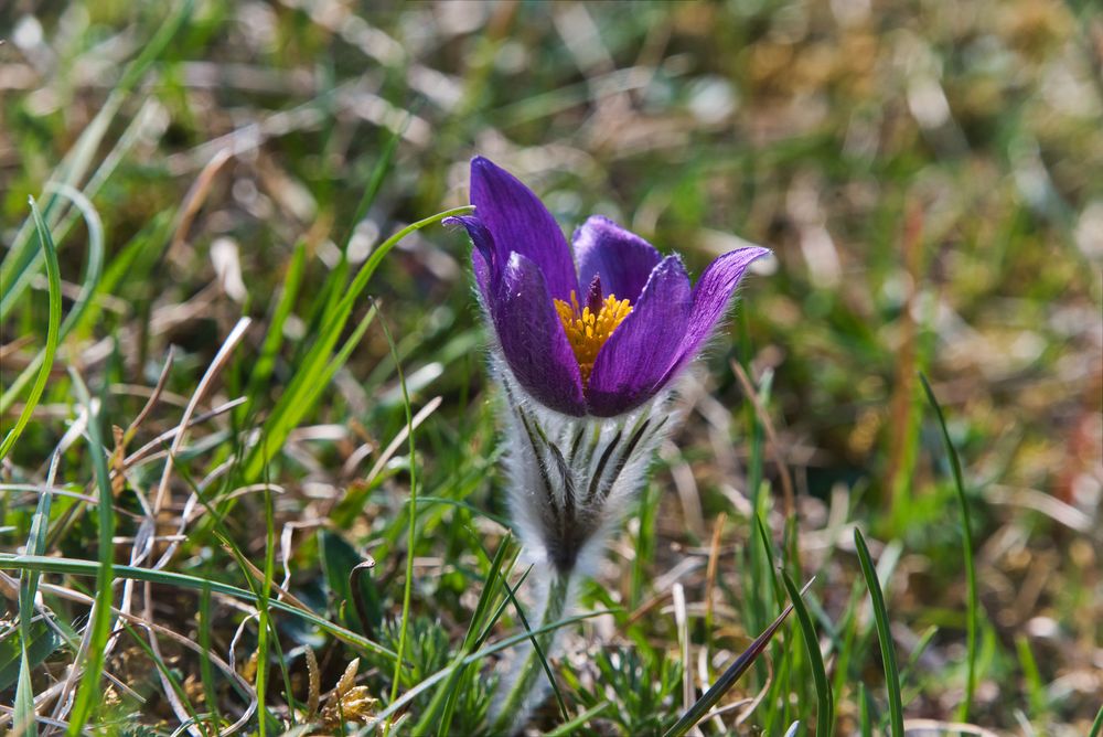 wilde Küchenschelle in der Eifel