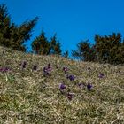 wilde Küchenschellen bei Alendorf bei Blankenheim an der Ahr