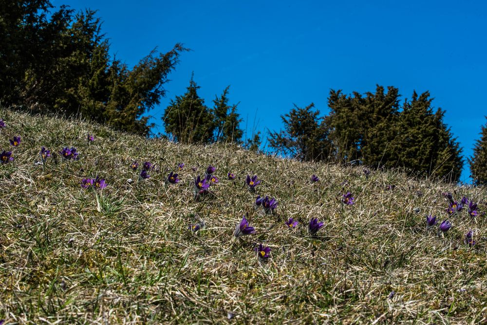 wilde Küchenschellen bei Alendorf bei Blankenheim an der Ahr