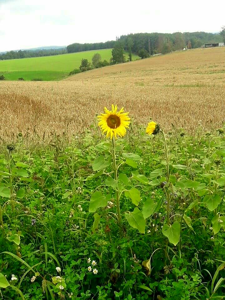 Wilde Landschaft 