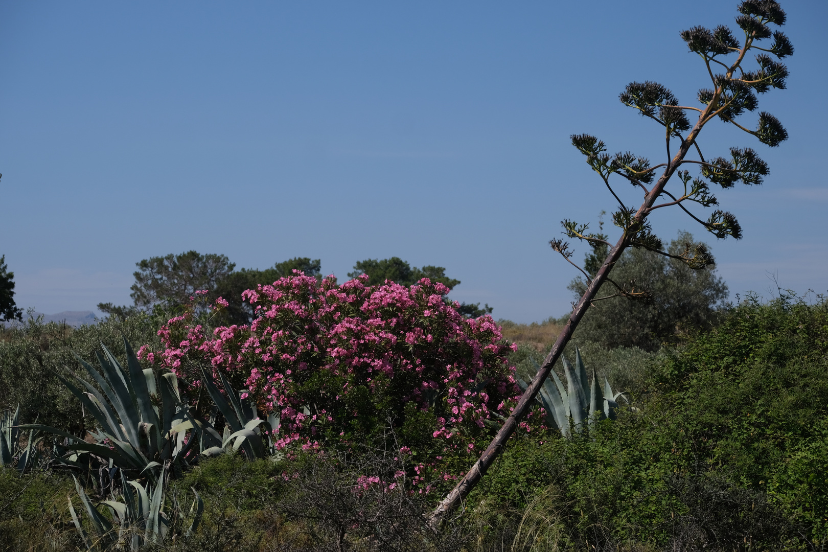 Wilde Landschaft mit blühendem Oleander