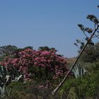 Wilde Landschaft mit blühendem Oleander