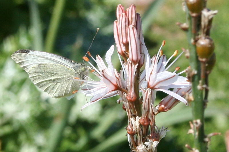 Wilde Lilie mit Schmetterling