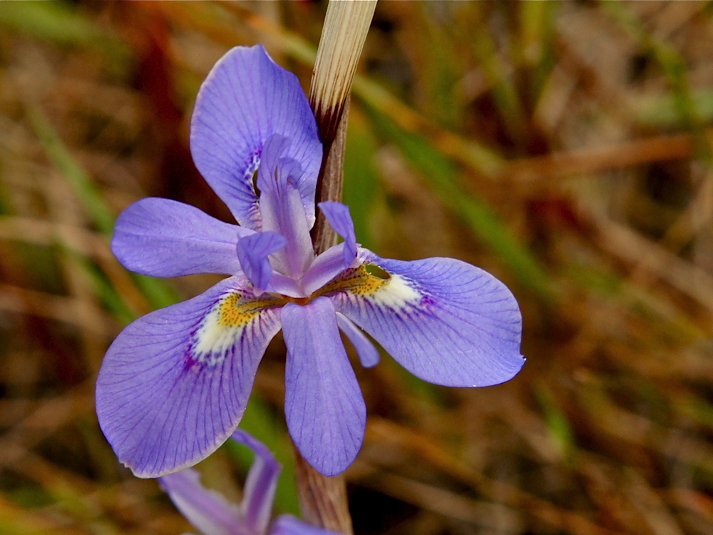 Wilde Lilienblüte