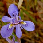 Wilde Lilienblüte