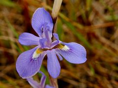 Wilde Lilienblüte