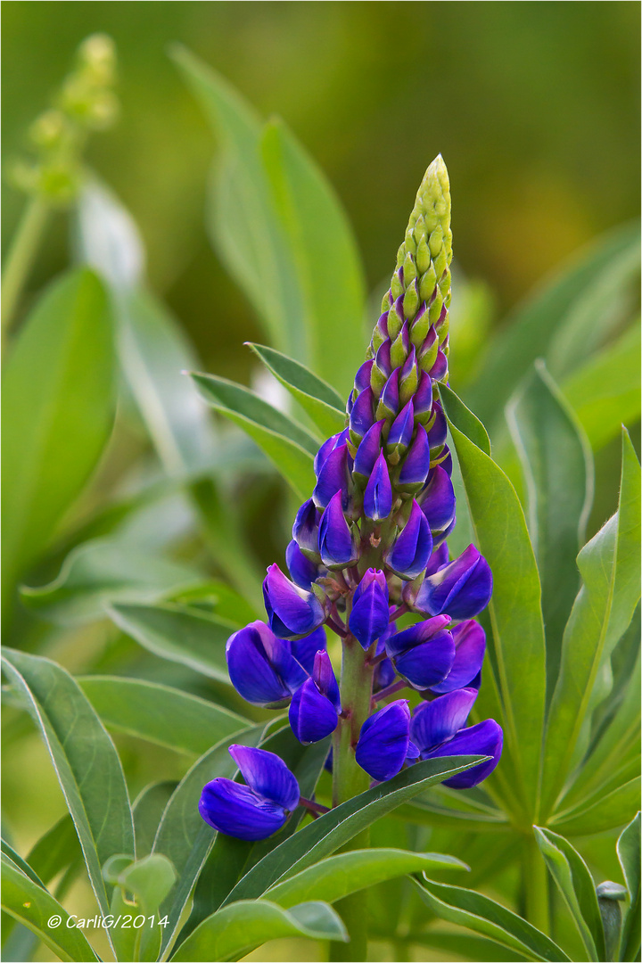 Wilde Lupine