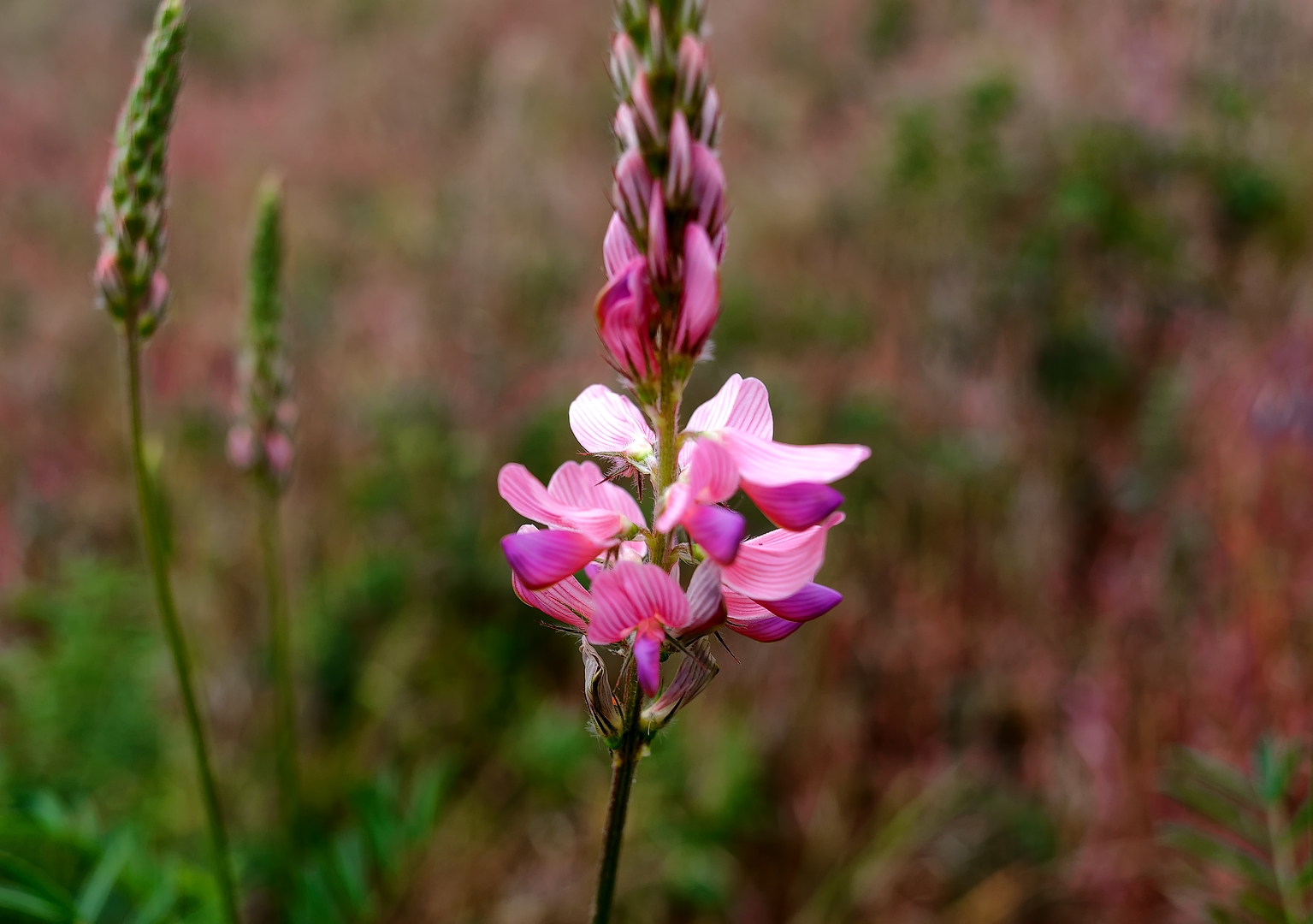 ... wilde Lupine ...