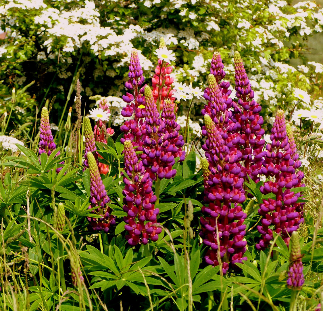 Wilde Lupinen Foto & Bild pflanzen, pilze & flechten, landschaft