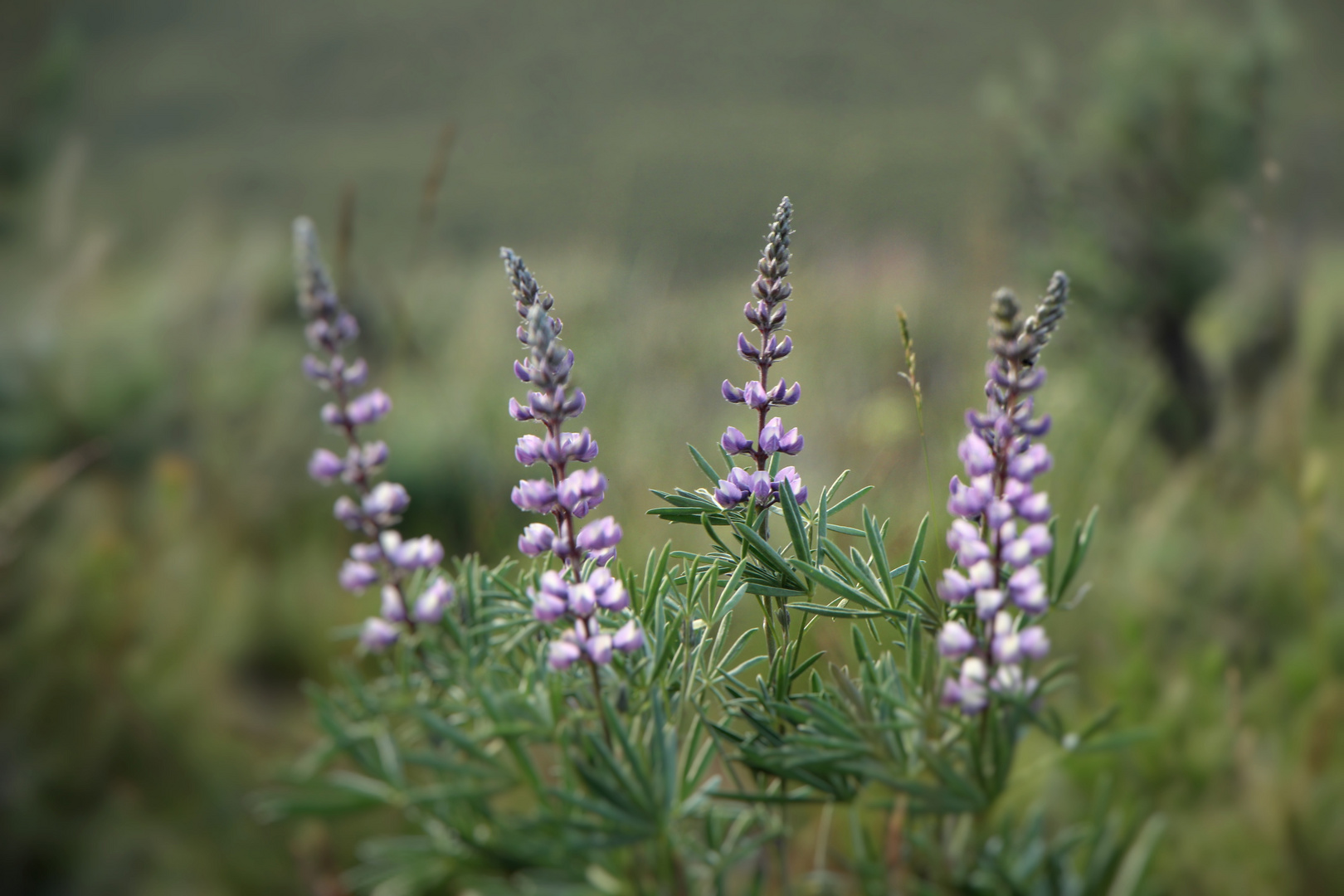 wilde Lupinen