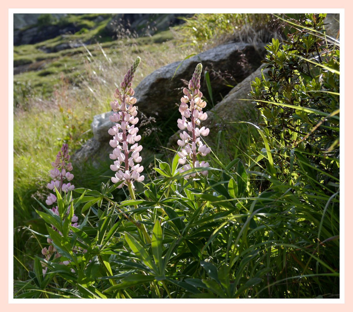 Wilde Lupinen...