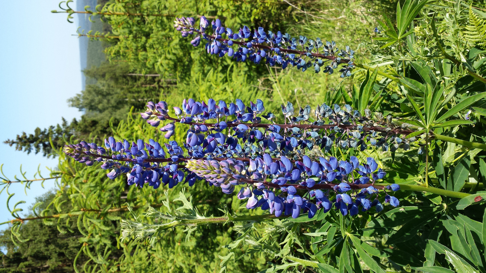 Wilde Lupinen