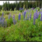 Wilde Lupinen...