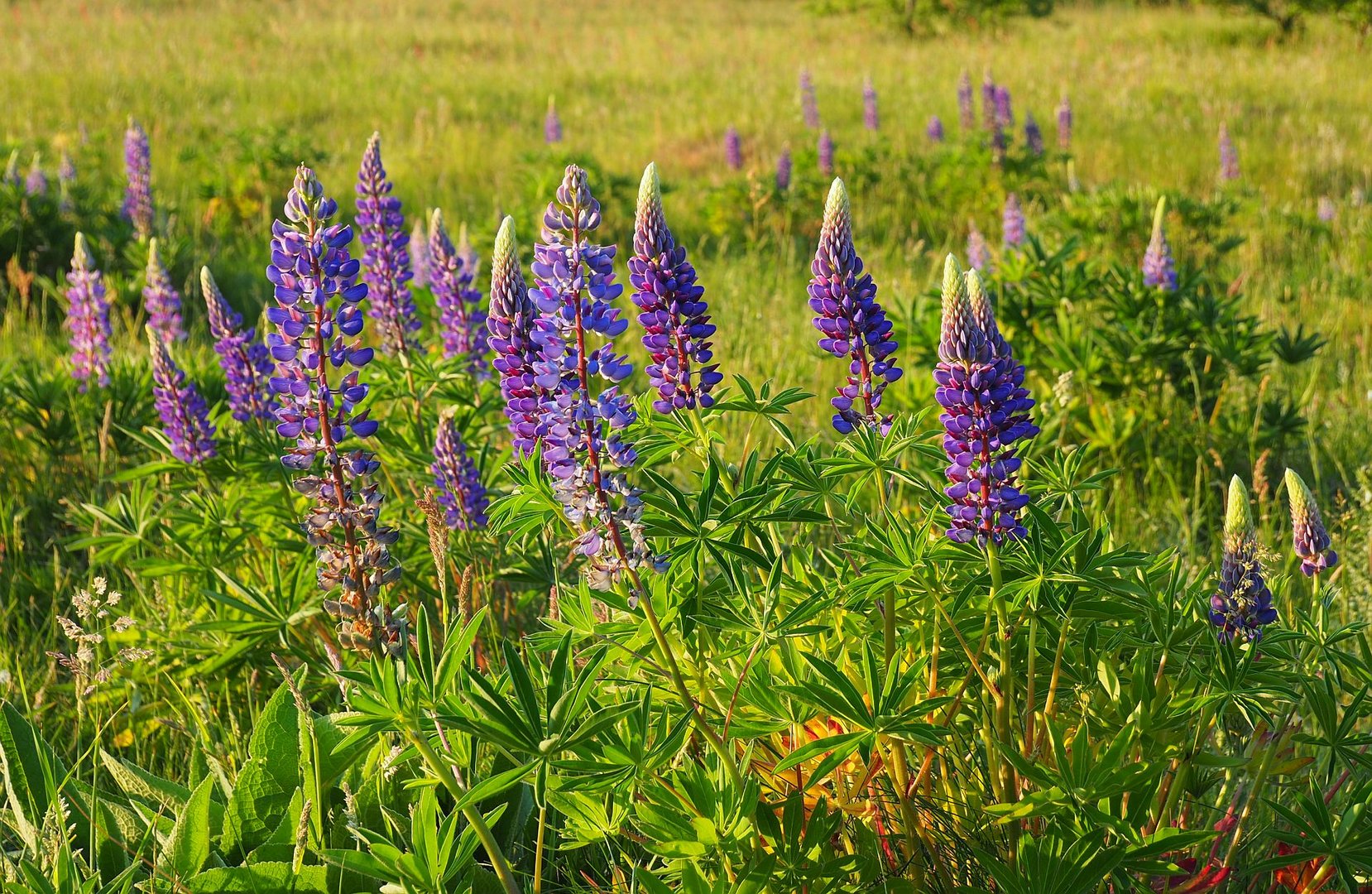 Wilde Lupinen im Abendlicht