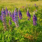 Wilde Lupinen im Abendlicht